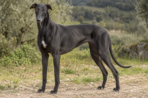 GREYHOUND adulto, de pé, com o corpo inteiro visível.