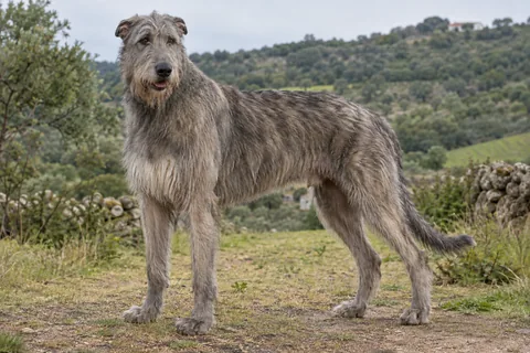 IRISH WOLFHOUND adulto, de pé, com o corpo inteiro visível.
