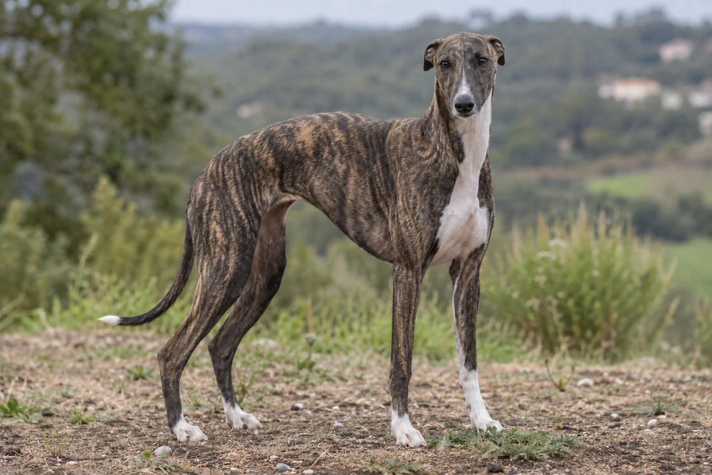 WHIPPET adulto, de pé, com o corpo inteiro visível.