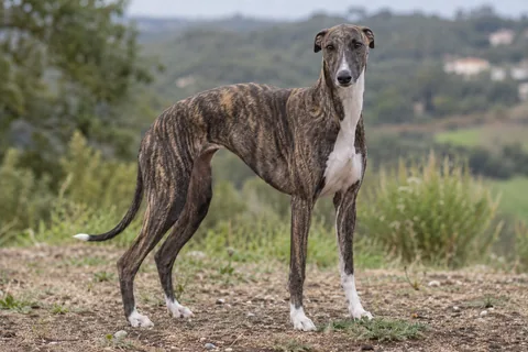 WHIPPET adulto, de pé, com o corpo inteiro visível.