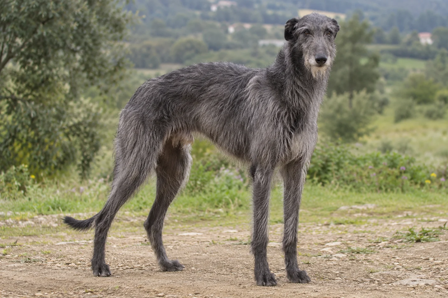DEERHOUND adulto, de pé, com o corpo inteiro visível.