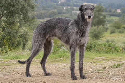 DEERHOUND adulto, de pé, com o corpo inteiro visível.