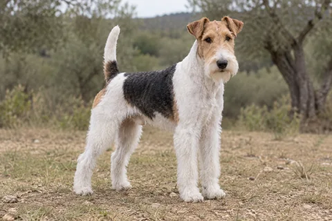 FOX TERRIER (WIRE) adulto, de pé, com o corpo inteiro visível.