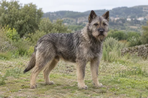 BOUVIER DES ARDENNES adulto, de pé, com o corpo inteiro visível.