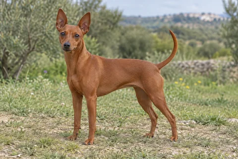 ZWERGPINSCHER adulto, de pé, com o corpo inteiro visível.