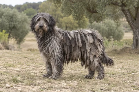 CANE DA PASTORE BERGAMASCO adulto, de pé, com o corpo inteiro visível.