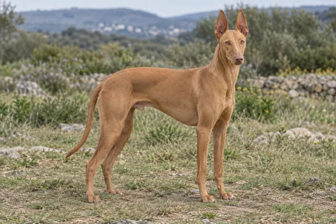 CIRNECO DELL'ETNA adulto, de pé, com o corpo inteiro visível.