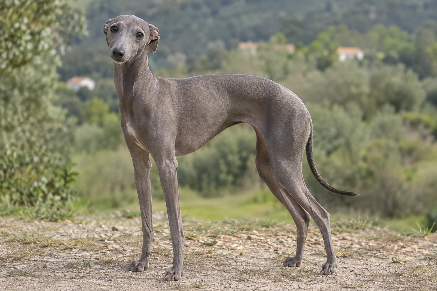 PICCOLO LEVRIERO ITALIANO adulto, de pé, com o corpo inteiro visível.