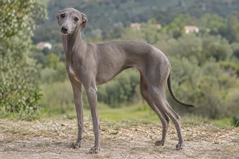 PICCOLO LEVRIERO ITALIANO adulto, de pé, com o corpo inteiro visível.