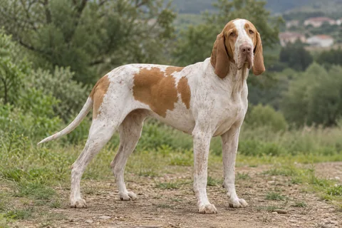 BRACCO ITALIANO adulto, de pé, com o corpo inteiro visível.