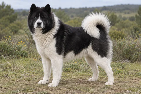 CANADIAN ESKIMO DOG adulto, de pé, com o corpo inteiro visível.