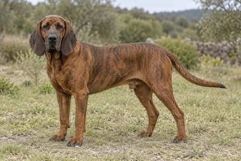 HANNOVERSCHER SCHWEISSHUND adulto, de pé, com o corpo inteiro visível.