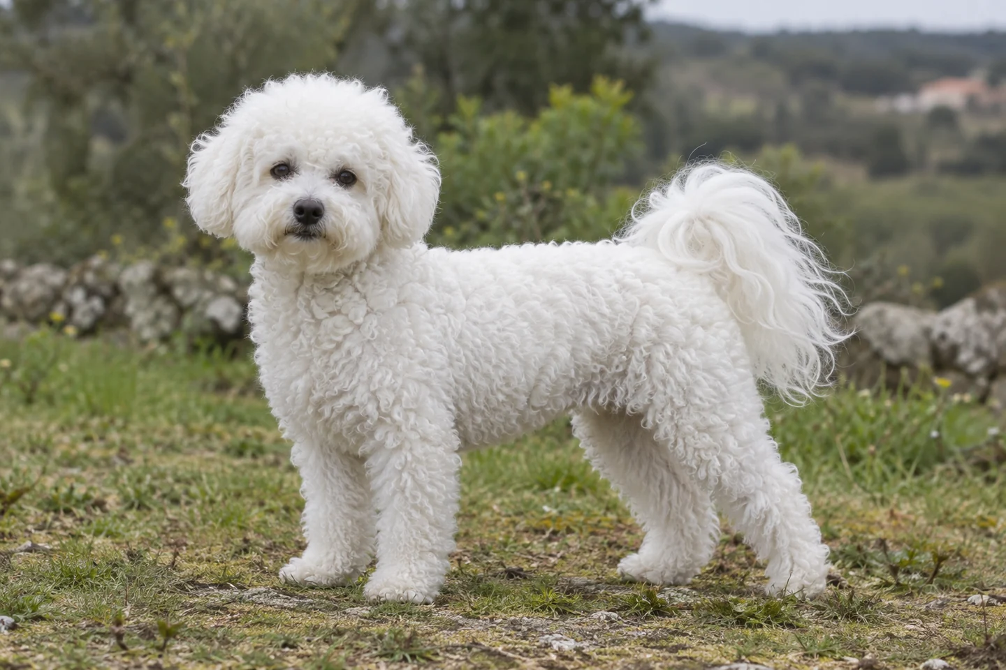 Bichon Frisé adulto, de pé, com o corpo inteiro visível.