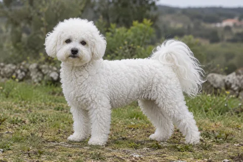 Bichon Frisé adulto, de pé, com o corpo inteiro visível.