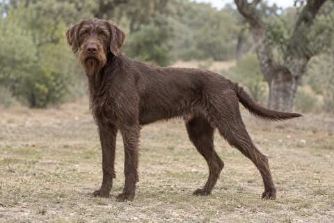 PUDELPOINTER adulto, de pé, com o corpo inteiro visível.