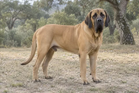 FILA BRASILEIRO adulto, de pé, com o corpo inteiro visível.