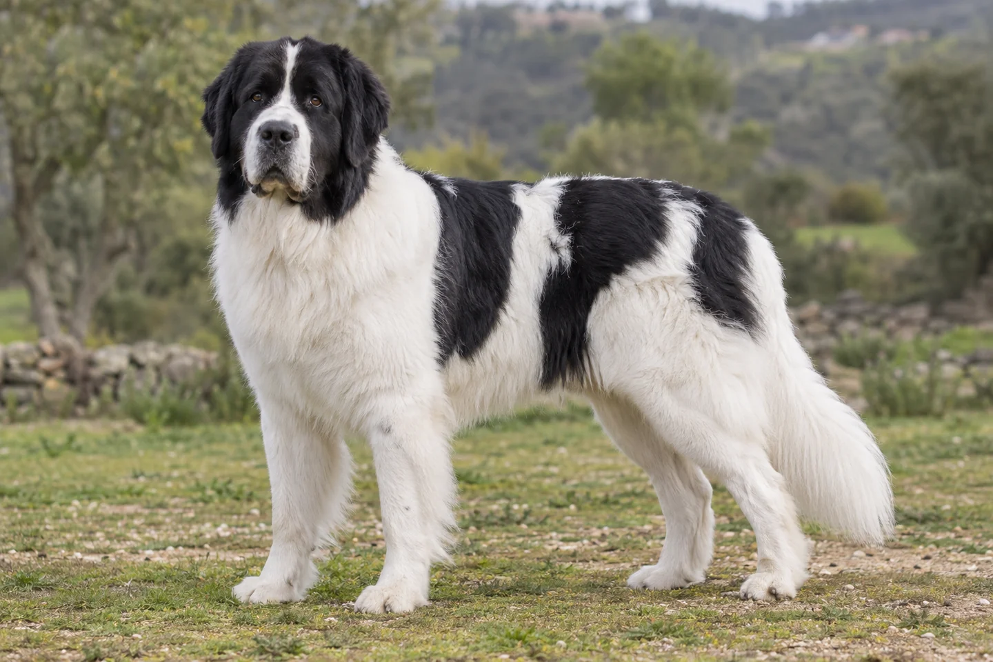 LANDSEER (EUROPÄISCH-KONTINENTALER TYP) adulto, de pé, com o corpo inteiro visível.
