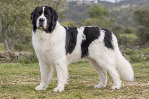 LANDSEER (EUROPÄISCH-KONTINENTALER TYP) adulto, de pé, com o corpo inteiro visível.
