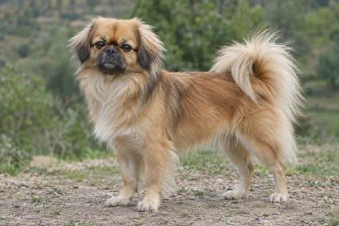 TIBETAN SPANIEL adulto, de pé, com o corpo inteiro visível.