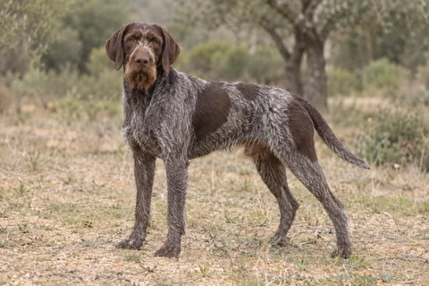 DEUTSCH STICHELHAAR adulto, de pé, com o corpo inteiro visível.