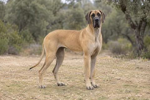 DEUTSCHE DOGGE adulto, de pé, com o corpo inteiro visível.