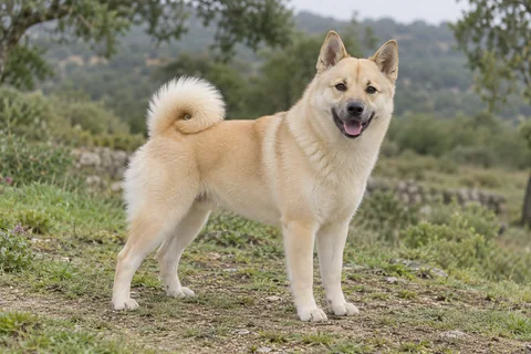NORSK BUHUND adulto, de pé, com o corpo inteiro visível.