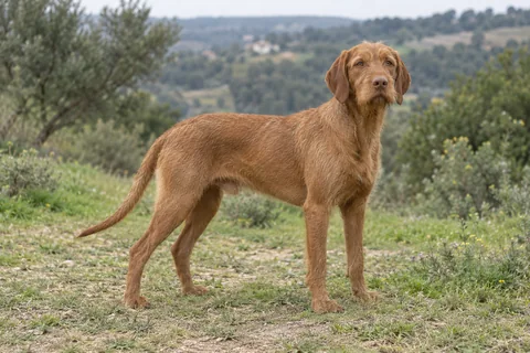 DRÓTZÖRÜ MAGYAR VIZSLA adulto, de pé, com o corpo inteiro visível.