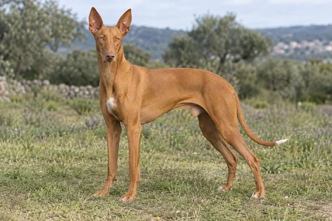 PHARAOH HOUND adulto, de pé, com o corpo inteiro visível.