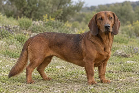 ALPENLÄNDISCHE DACHSBRACKE adulto, de pé, com o corpo inteiro visível.