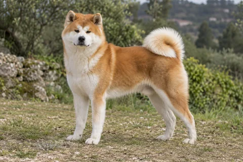 AKITA adulto, de pé, com o corpo inteiro visível.