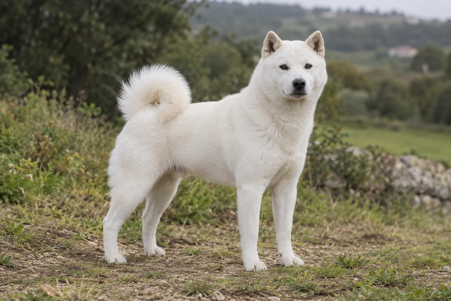 HOKKAIDO adulto, de pé, com o corpo inteiro visível.