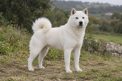 HOKKAIDO adulto, de pé, com o corpo inteiro visível.
