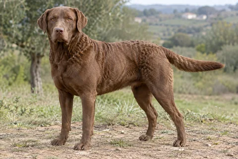 CHESAPEAKE BAY RETRIEVER adulto, de pé, com o corpo inteiro visível.
