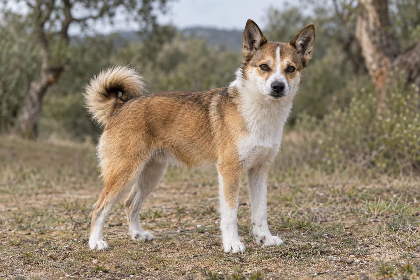 NORSK LUNDEHUND adulto, de pé, com o corpo inteiro visível.