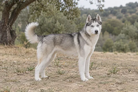 Husky-siberiano adulto, de pé, com o corpo inteiro visível.