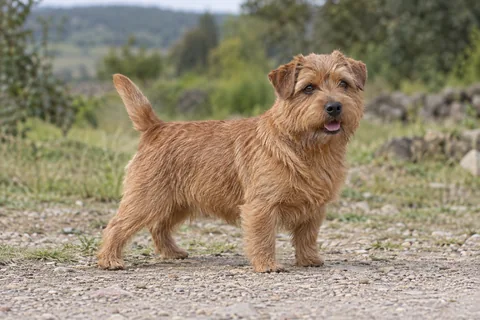 NORFOLK TERRIER adulto, de pé, com o corpo inteiro visível.