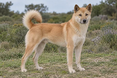 CANAAN DOG adulto, de pé, com o corpo inteiro visível.