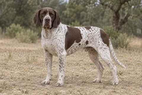 GAMMEL DANSK HØNSEHUND adulto, de pé, com o corpo inteiro visível.