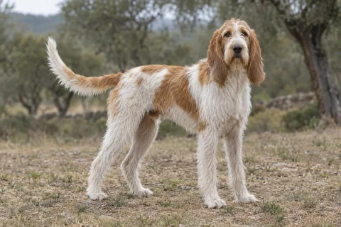 GRAND GRIFFON VENDEEN adulto, de pé, com o corpo inteiro visível.