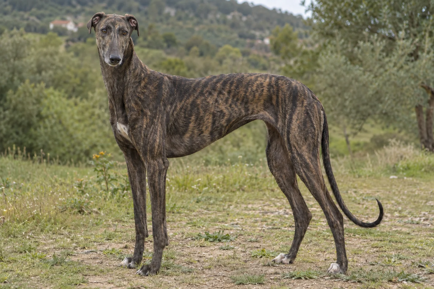 GALGO ESPAÑOL adulto, de pé, com o corpo inteiro visível.