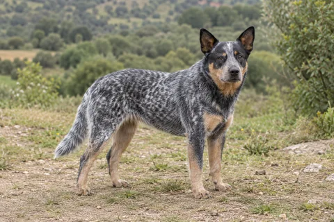 AUSTRALIAN CATTLE DOG adulto, de pé, com o corpo inteiro visível.