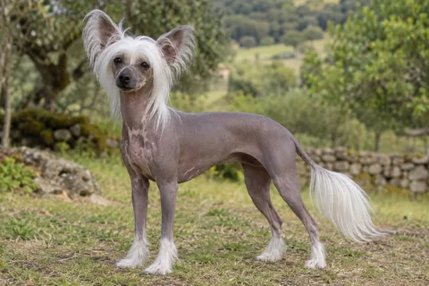 CHINESE CRESTED DOG adulto, de pé, com o corpo inteiro visível.