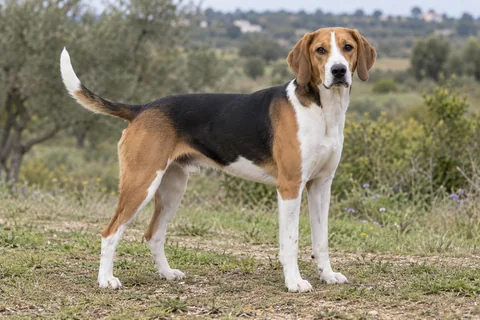 BEAGLE-HARRIER adulto, de pé, com o corpo inteiro visível.