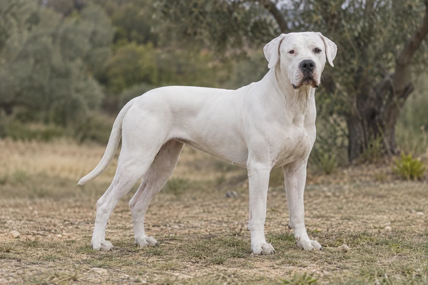 DOGO ARGENTINO adulto, de pé, com o corpo inteiro visível.