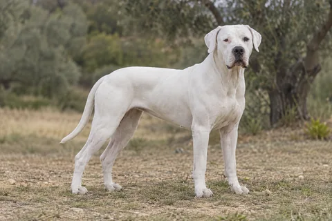 DOGO ARGENTINO adulto, de pé, com o corpo inteiro visível.
