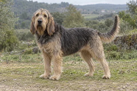 OTTERHOUND adulto, de pé, com o corpo inteiro visível.