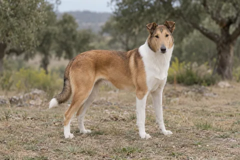 COLLIE SMOOTH adulto, de pé, com o corpo inteiro visível.