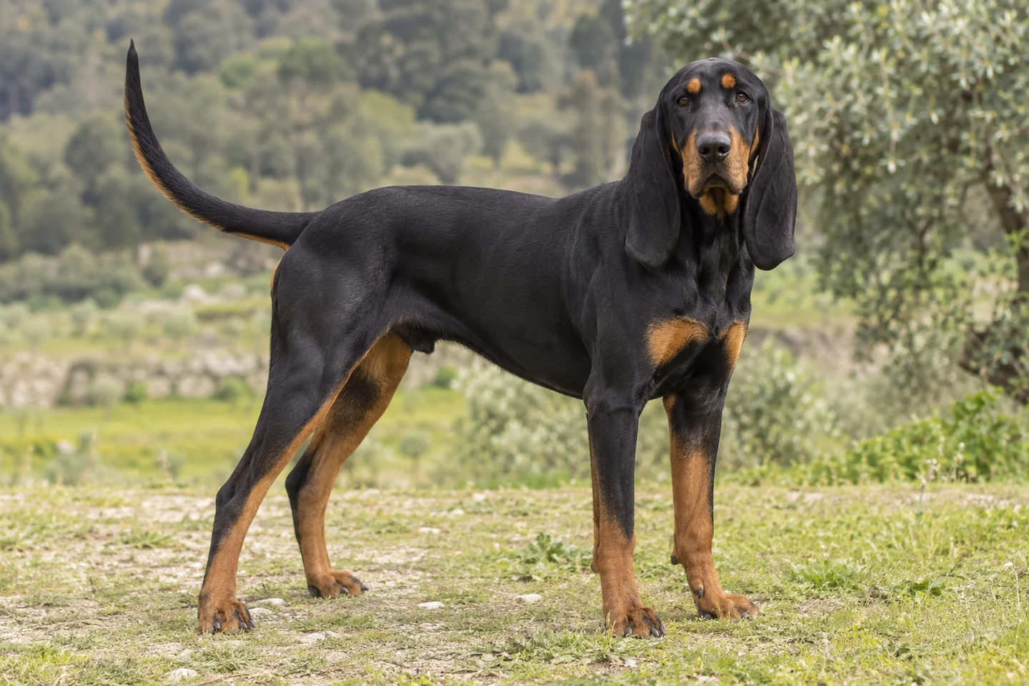 BLACK AND TAN COONHOUND adulto, de pé, com o corpo inteiro visível.