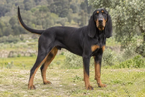 BLACK AND TAN COONHOUND adulto, de pé, com o corpo inteiro visível.