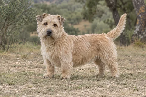 IRISH GLEN OF IMAAL TERRIER adulto, de pé, com o corpo inteiro visível.
